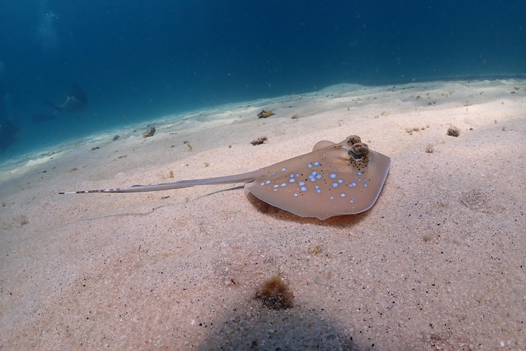 Gili Trawangan: Beginner Scuba Diving Experience W/Pick Up