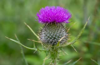 Ab Edinburgh: Tagestour Stirling Castle und St. Andrews