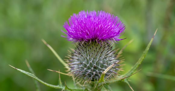 From Edinburgh: 1-Day Tour of Stirling Castle & St Andrews