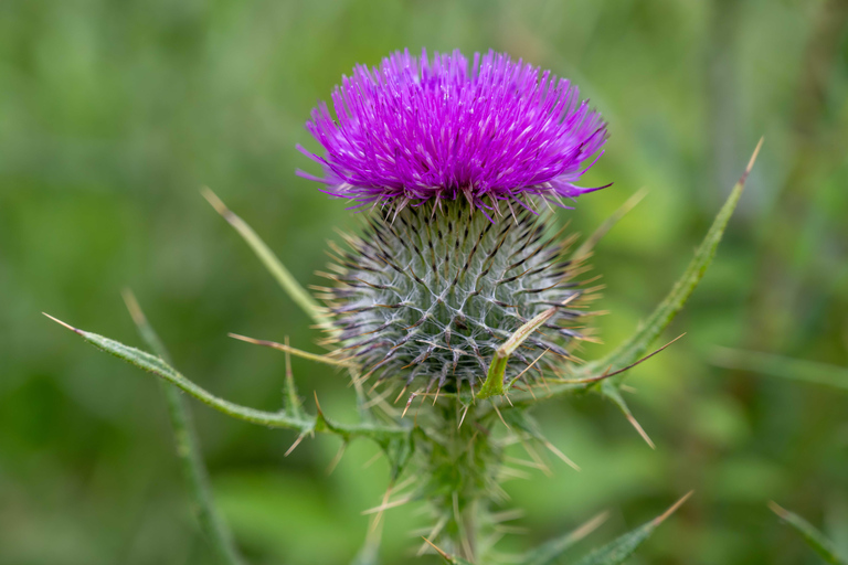 Edinburgh: 1-Day Small-Group Stirling Castle & St Andrews