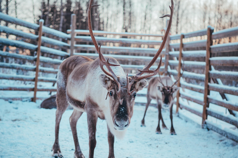 Kuoksa Husky & Reindeer Adventure
