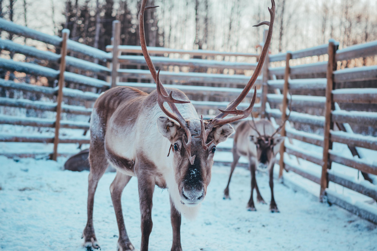 Kuoksa Husky & Reindeer Adventure