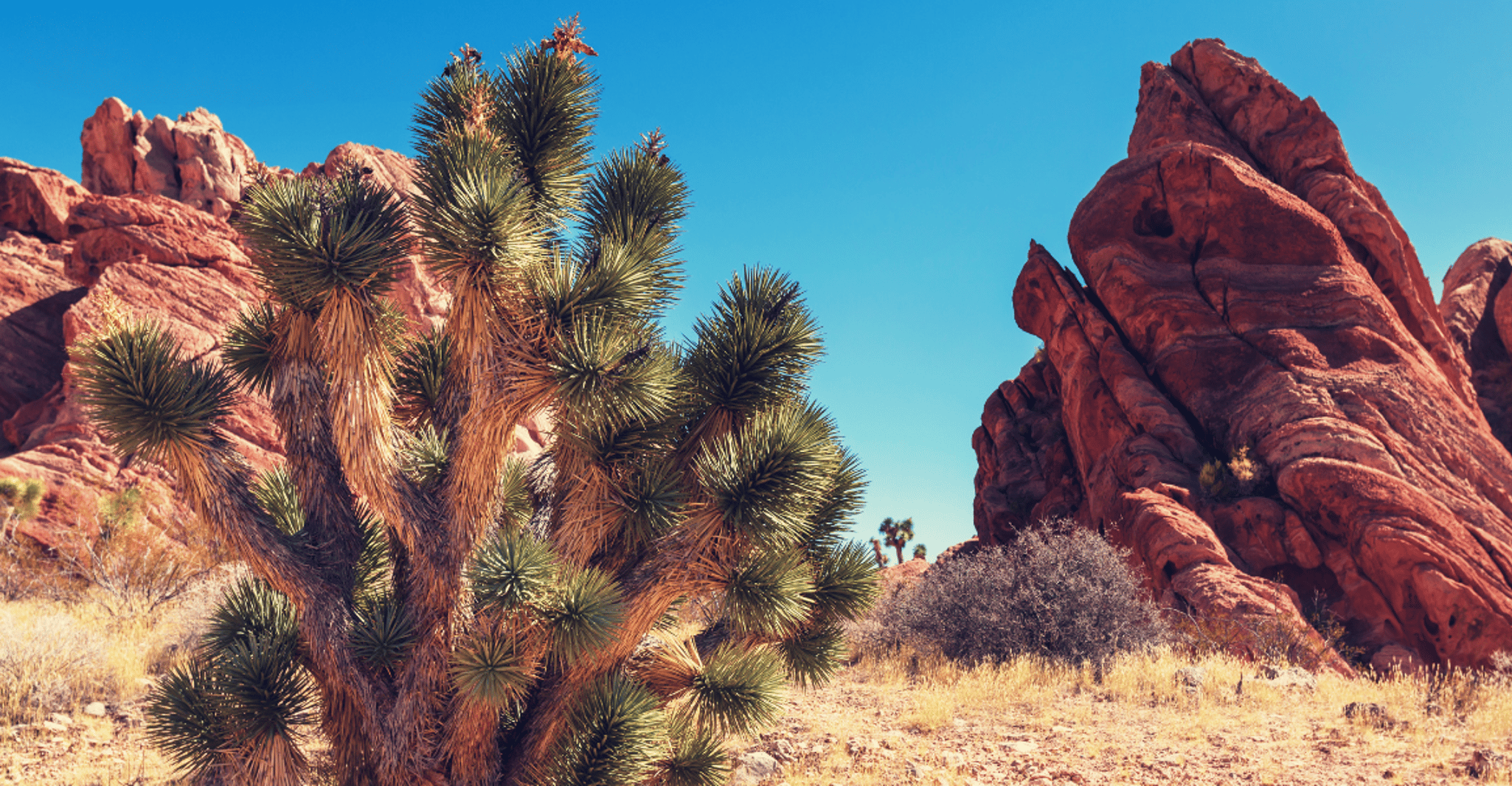 Joshua Tree National Park, Self-Guided Driving Tour - Housity