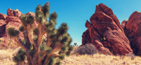 Joshua Tree National Park, zelfgeleide rijtournee - Housity