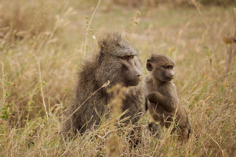 From Addis Ababa: 8-Day Danakil, Awash & Harar Safari
