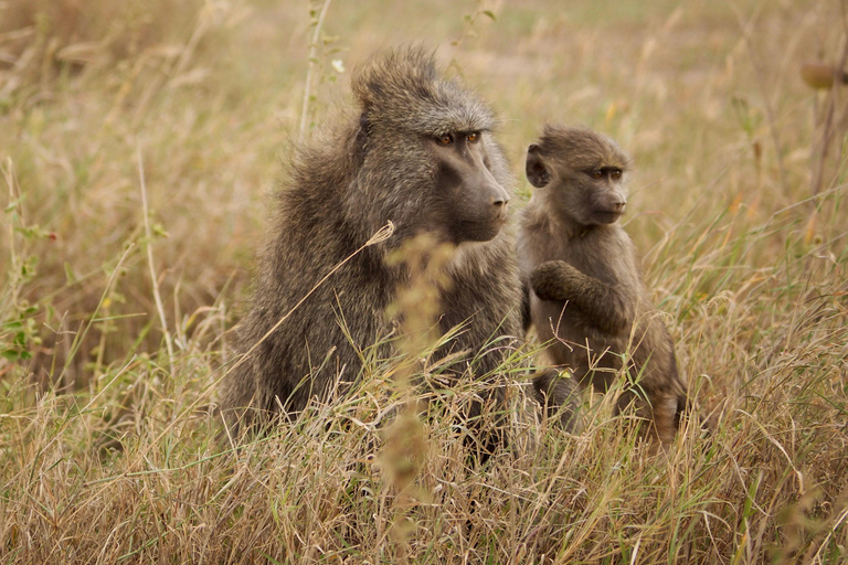 From Addis Ababa: 8-Day Danakil, Awash & Harar Safari