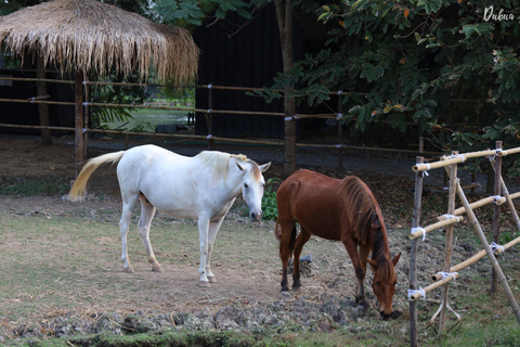 From Bangkok: Don Wai Market, Wat Samphran & Lotus Café Tour Private with Guide