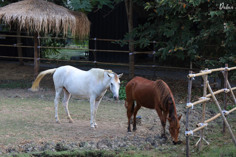 From Bangkok: Don Wai Market, Wat Samphran & Lotus Café Tour Private with Guide