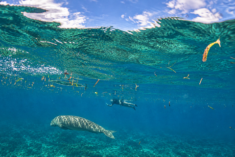 Coron: Dugong and Turtle Watching Tour w/ Lunch & Transfers