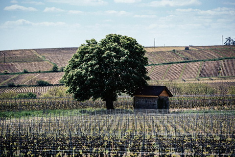 Visite : Château du Moulin-à-Vent, uma história de terroirs!