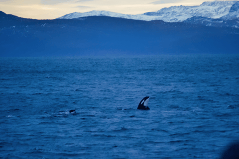 Tromsø: Whale Watching - fast and comfortable catamaran
