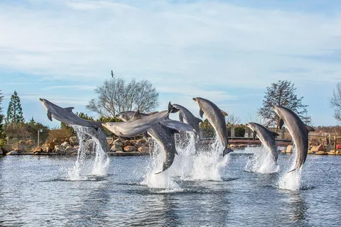 Dolfinarium Ticket de entrada