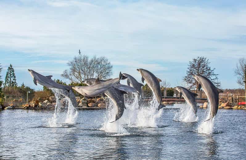 Harderwijk : billet d'entrée au Dolfinarium