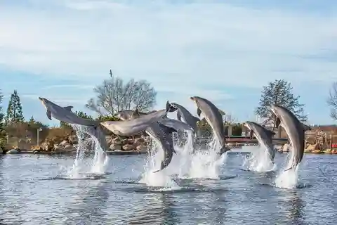 Dolfinarium Entry Ticket