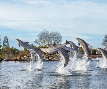 Dolfinarium Entry Ticket