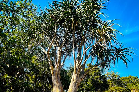 Cape Town Uncovered: Culture on Foot