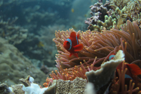 Bali Day Trip: Try Diving at Liberty Shipwreck & Kayak Trip