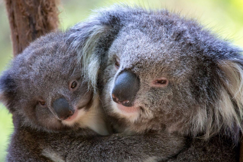 Yarra Valley Day Tour with Redwoods, Wine and Wildlife Wildlife Tour Option