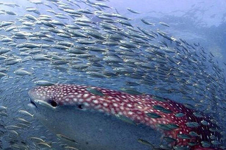 Zanzibar: Mafia Island Whale Shark Day Trip from Zanzibar Private tour