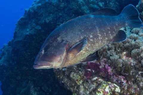 Podwójne nurkowanie na Azorach, na środku Oceanu AtlantyckiegoZanurkuj dwukrotnie na Azorach, na środku Oceanu Atlantyckiego