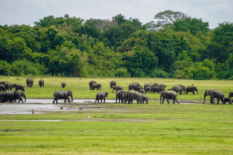 Minneriya: Olifantensafari in het Nationaal Park met ophaalservice vanaf je hotel