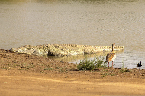 Kenya: 8-Day Safari to Amboseli, Rift Valley & Mara