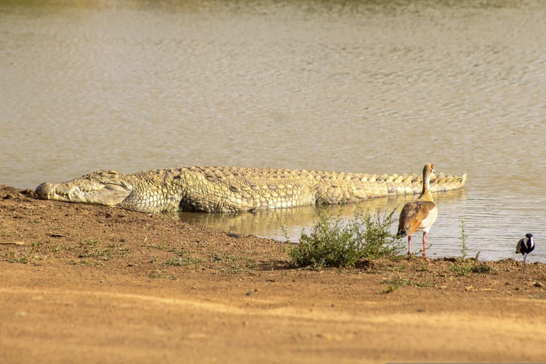 Kenya: 8-Day Safari to Amboseli, Rift Valley & Mara