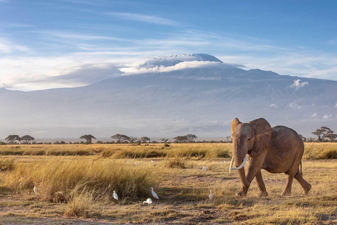 Nairobi: Amboseli National Park Day Trip with Masai Village