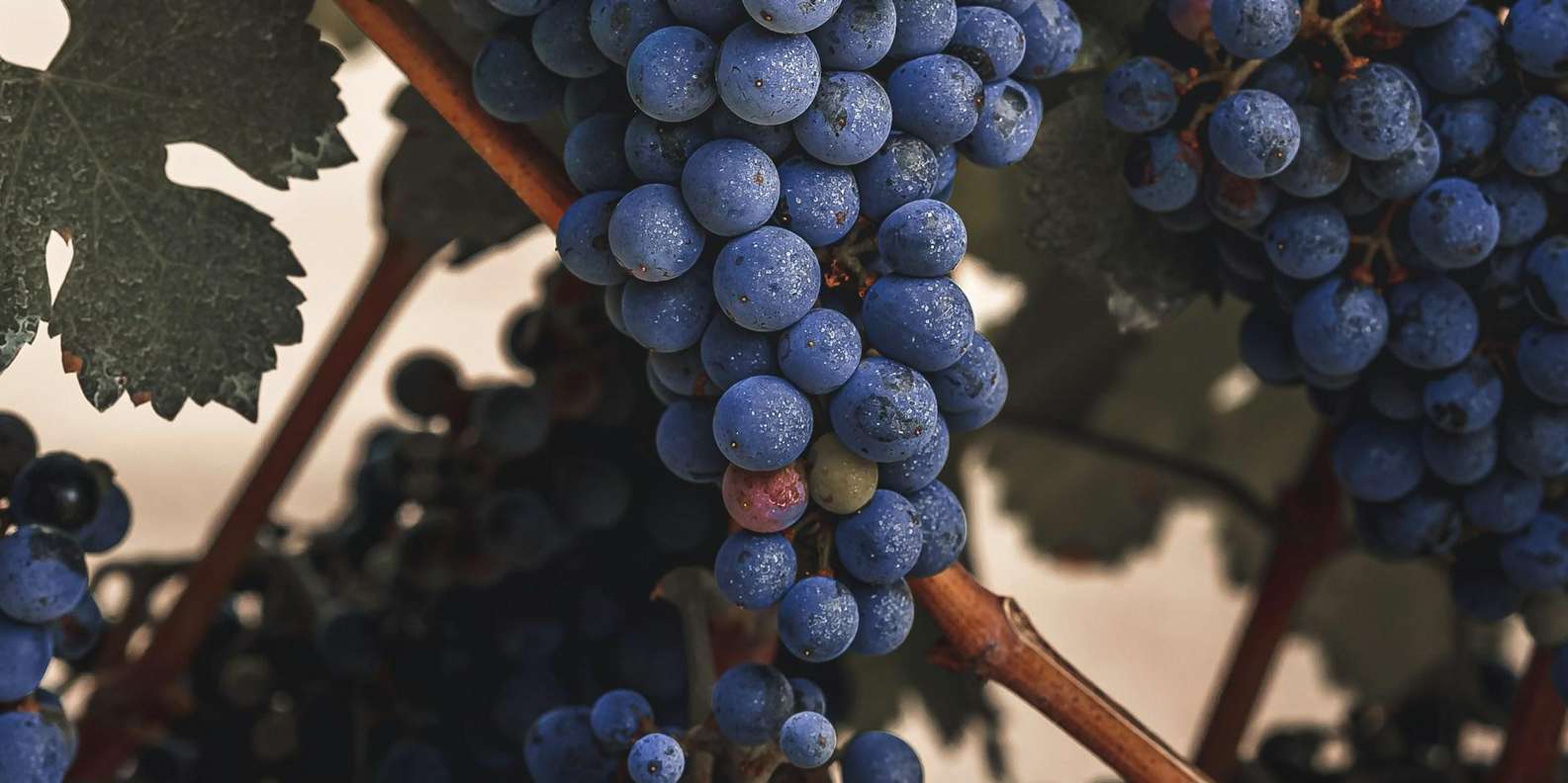 Algarve Golden Coast & Boutique Wine Estate Experience