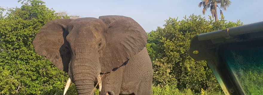 Tanzanie : safari de luxe de 5 jours dans le Serengeti et le cratère du Ngorongoro