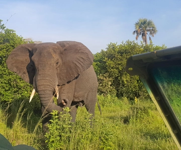 Tanzania: 5-Day Serengeti & Ngorongoro Crater Luxury Safari