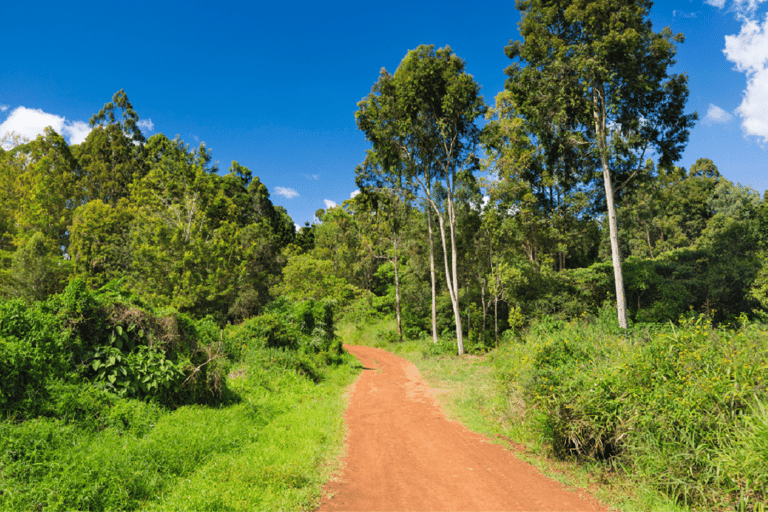 Nairobi: Trilho natural e caminhada na floresta de Karura