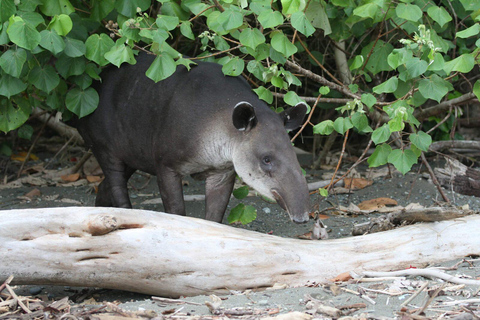 Corcovado National Park: Zwei Tage voller Dschungel und Tiere