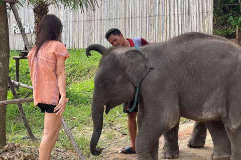 Expérience avec les éléphants avec transferts et buffet de nourriture thaïlandaise