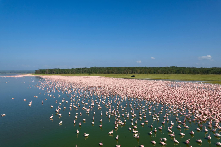 Lake Elemtaita: Elementaita Flamingoes & Birdwatching tour