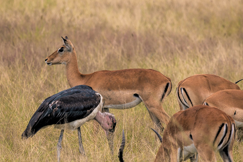 Från Zanzibar: Mikumi Safari med tvåmotorigt flygplan + lunchMikumi Safari – utan transfer