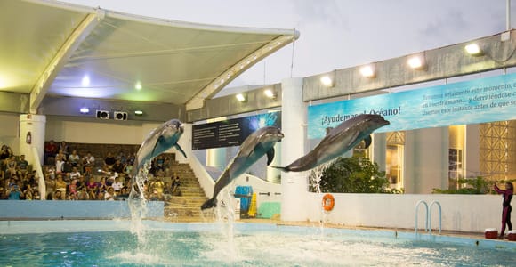 Cancún Interactive Aquarium Admission + Dolphin Presentation