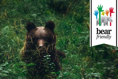 Postojna: Bear Watching Tour with Ranger and Local Guide