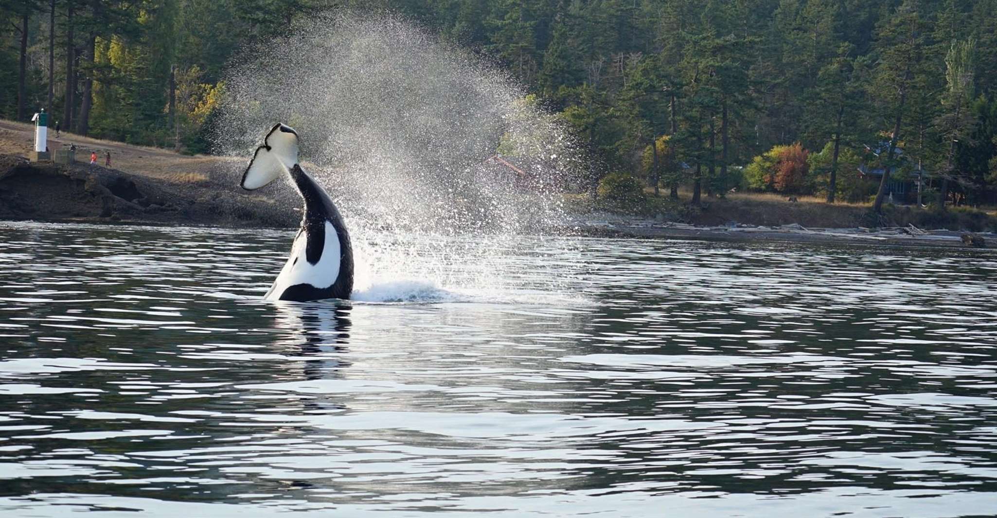 Whale Watching Guided Boat Tour near Seattle - Housity