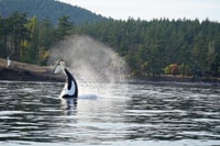 Tour de bateaux guidés d'observation des baleines près de Seattle - Housity