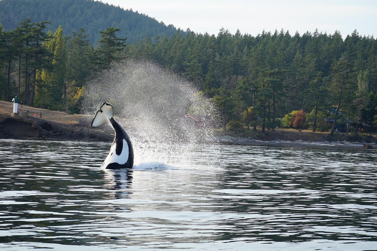 Anacortes: Orca Whales Guaranteed Boat Tour near Seattle