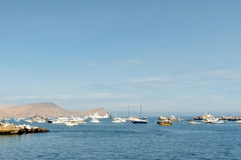 Lima: Tour a Isla Palomino Aventura Marina