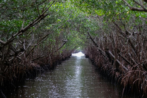 Miami to Everglades Small Group Max 12 Half-Day Tour Half-Day Tour