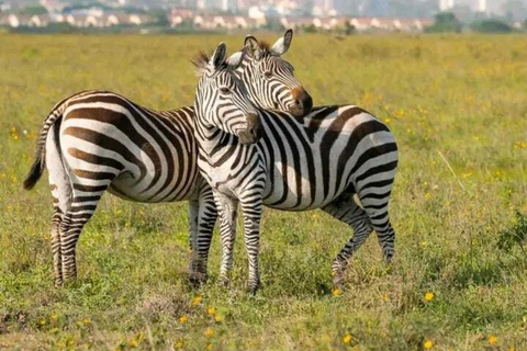 Nairobi: Przejażdżka po parku narodowym z odbiorem z hotelu