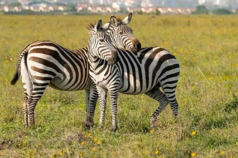 Nairobi: Game Drive i nationalparken med upphämtning från hotell