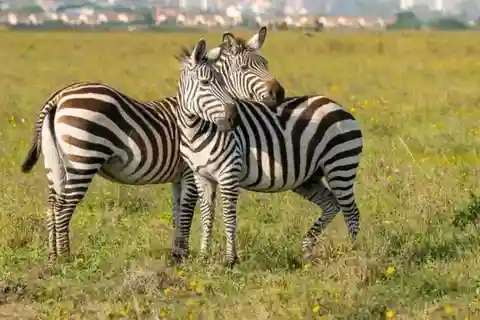 Nairobi National Park and Sheldrick Elephant Trust Day Trip