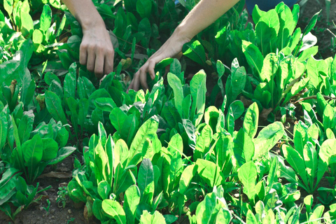 Wiejska Mołdawia: najlepsze miejsce na jogę dla duszy i ciałaRural Moldova: 3-day Yoga Farm Retreat for Soul and Body