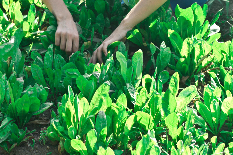 Wiejska Mołdawia: najlepsze miejsce na jogę dla duszy i ciałaRural Moldova: 3-day Yoga Farm Retreat for Soul and Body