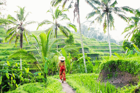 Bali: Ubud Rice Terraces, Monkey Forest & Waterfall Tour Full Package: All entry fees & lunch included