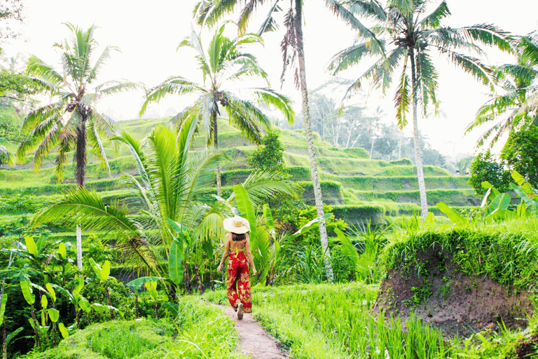 Bali: Ubud Rice Terraces, Monkey Forest & Waterfall Tour Full Package: All entry fees & lunch included